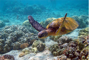 Biodiversity Loss Biodiversity Loss