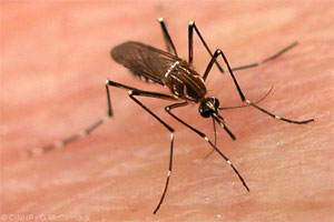 Diseases Diseases